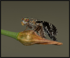 Austrotephritis poenia