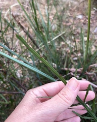 Bossiaea vombata