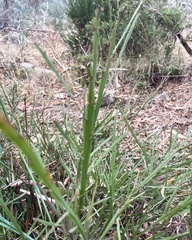 Bossiaea vombata
