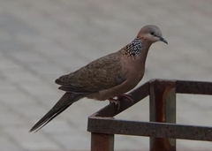 Streptopelia chinensis