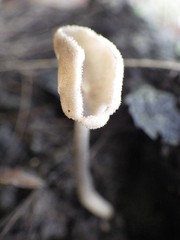 Helvella fibrosa