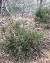 Bossiaea vombata