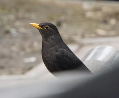 Turdus mandarinus
