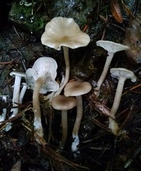 Clitocybe metachroa