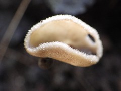 Helvella fibrosa