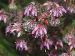 Erica eriocephala