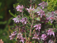 Erica eriocephala