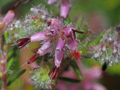 Erica eriocephala