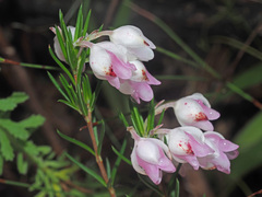 Erica holosericea