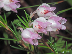 Erica holosericea