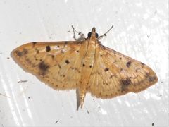 Herpetogramma cynaralis