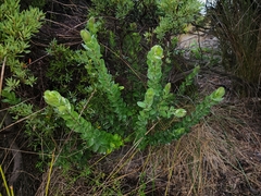 Polygala myrtifolia