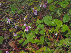 Pelargonium pseudosetulosum