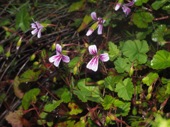 Pelargonium pseudosetulosum