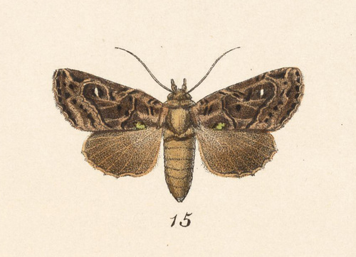 Heterochroma amphion