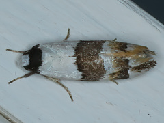 Euphiltra eroticella