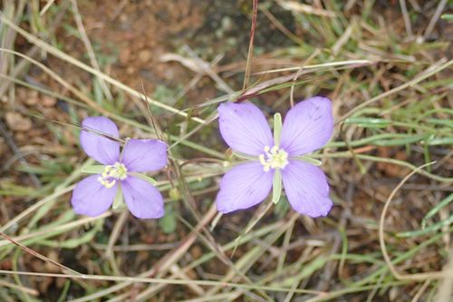 Image of Heliophila suavissima by no rights reserved