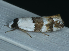 Euphiltra eroticella