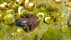 Rana latastei