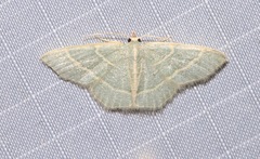 Chlorochlamys appellaria