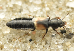 Bledius fergussoni
