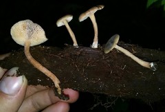 Lactarius occidentalis