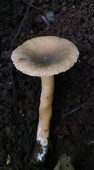 Lactarius occidentalis