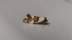 Philenora irregularis