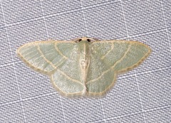 Chlorochlamys appellaria