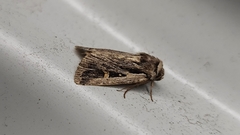 Proteuxoa chrysospila