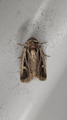 Proteuxoa chrysospila