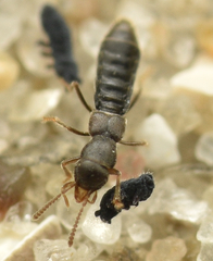 Diglotta