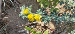 Medicago marina