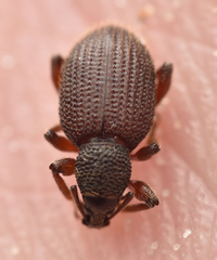 Otiorhynchus ligneus