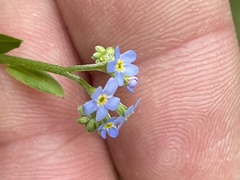 Myosotis nemorosa