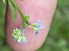 Myosotis nemorosa