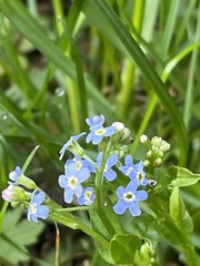 Myosotis nemorosa
