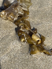 Undaria pinnatifida