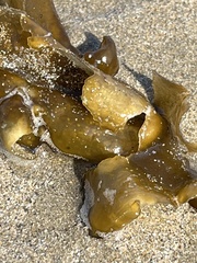 Undaria pinnatifida