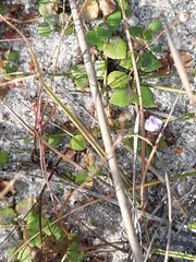 Utricularia lateriflora