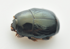 Hypocaccus metallicus