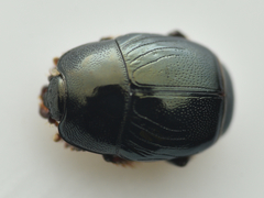 Hypocaccus metallicus
