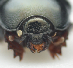 Hypocaccus metallicus