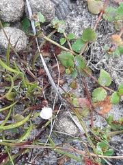 Utricularia lateriflora