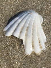 Pecten albicans