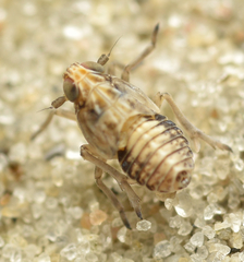 Unkanodes excisa