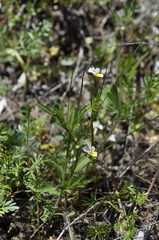 Viola arvensis arvensis