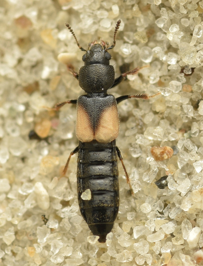 Bledius fergussoni