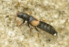 Bledius fergussoni