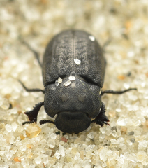 Melanimon tibiale